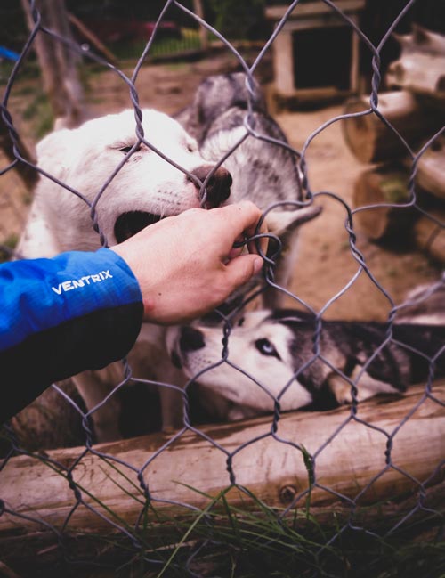 Photo de Huskies dans un chenil de chiens de traineaux