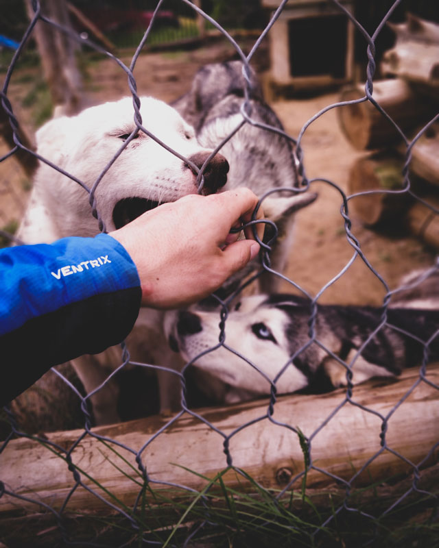 Huskies au Québec, Canada